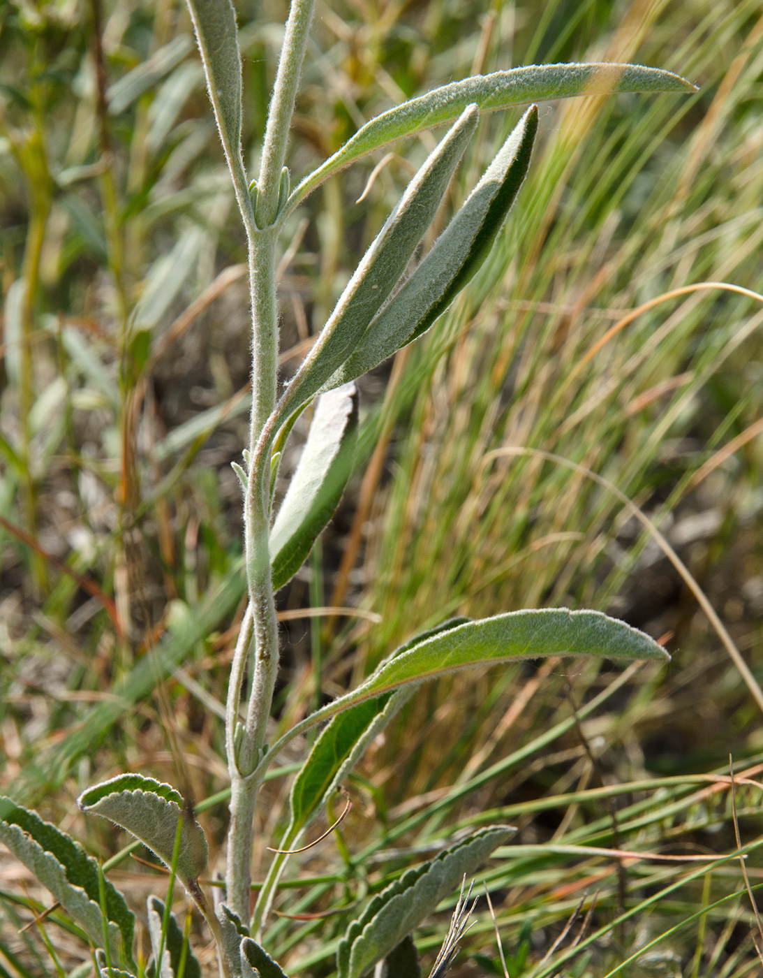 Image of Veronica incana specimen.