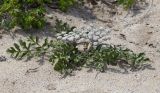 Glehnia litoralis. Цветущее растение. Приморский край, Лазовский р-н, окр. дер. Глазковка вблизи мыса Кит, песчаная морская терраса. 14.06.2026.