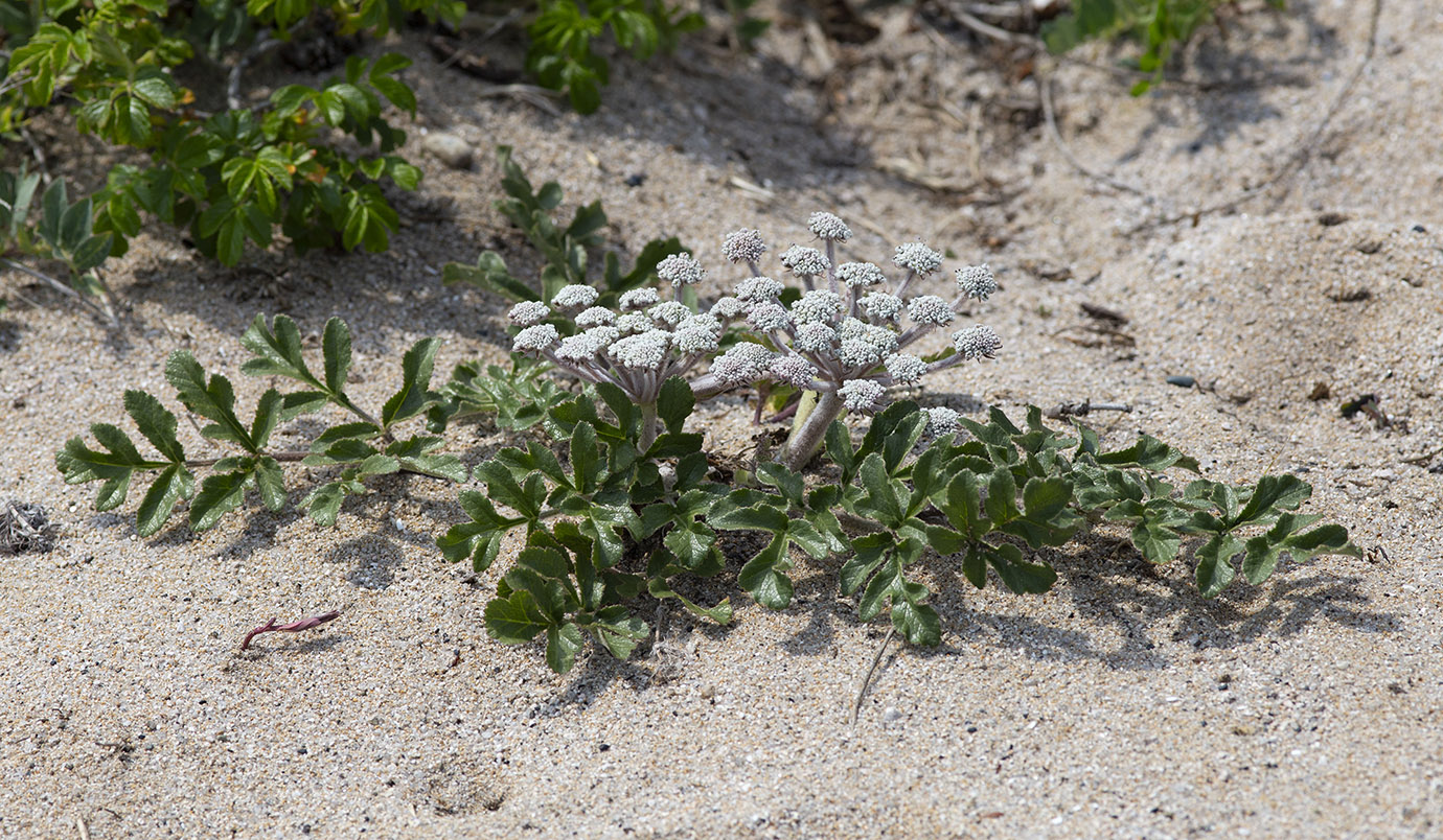 Image of Glehnia litoralis specimen.