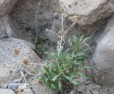 Anvillea garcinii