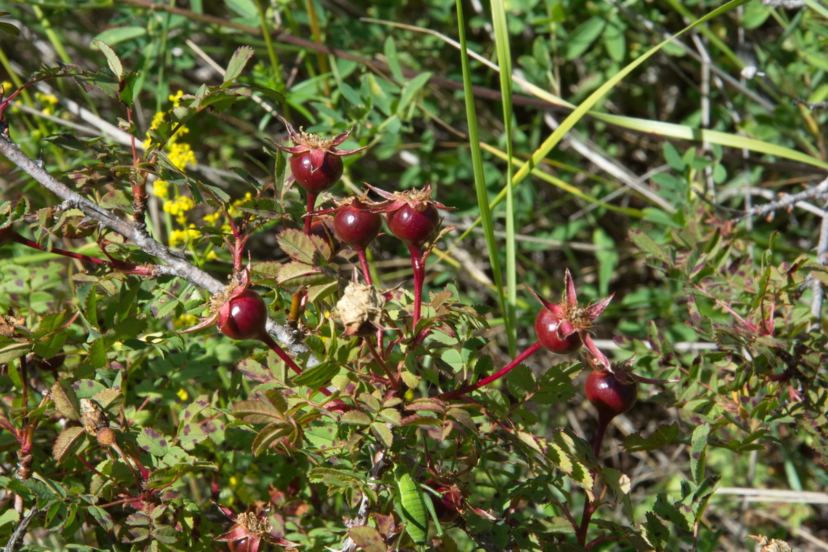 Image of Rosa spinosissima specimen.