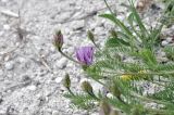 genus Astragalus