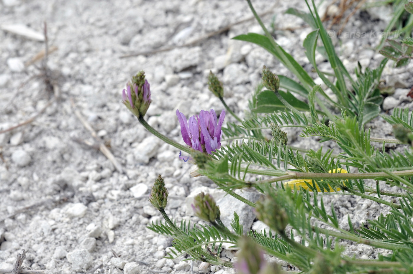 Изображение особи род Astragalus.