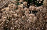 Cirsium vulgare