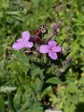 Hesperis matronalis. Верхушка зацветающего побега с клопами. Хабаровский край, г. Комсомольск-на-Амуре, Силинский лесопарк, обочина грунтовой дороги. 13.06.2026.