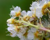 Sorbaria rhoifolia