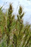 Poa subspecies vivipara