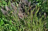 Hordeum leporinum. Цветущие растения. Португалия, о-в Мадейра, окр. г. Камаша, у дороги. 09.06.2026.