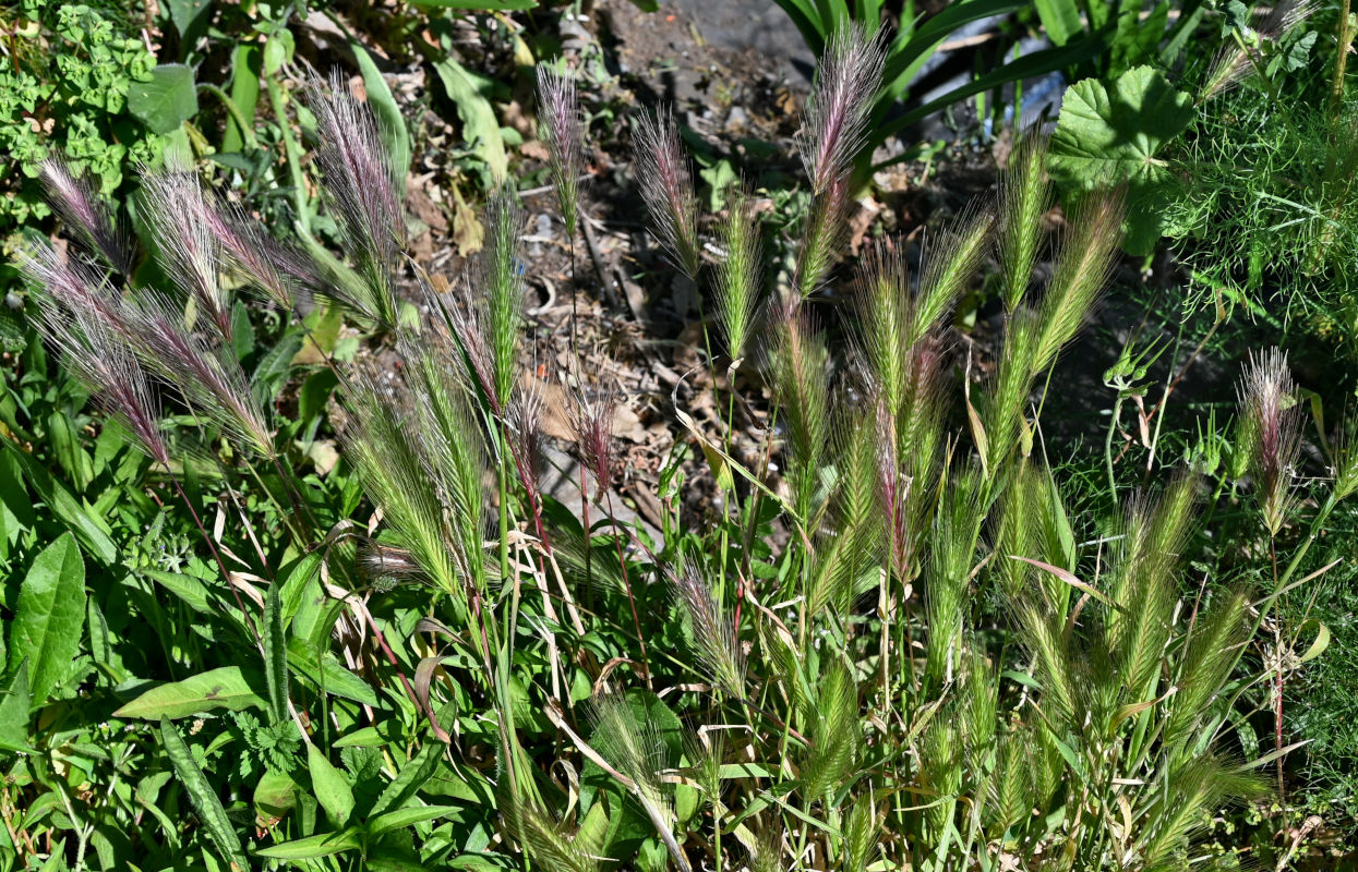 Изображение особи Hordeum leporinum.