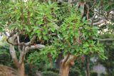 Arbutus andrachne. Верхушки побегов с незрелыми соплодиями. Крым, Южный Берег, окр. г. Ялта, пос. Ливадия, парк. 17 августа 2019 г.