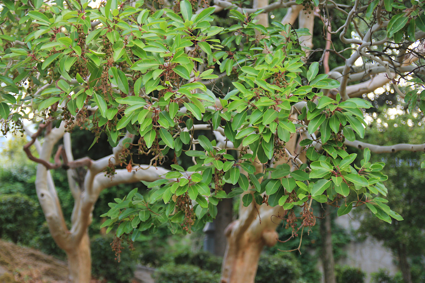 Image of Arbutus andrachne specimen.