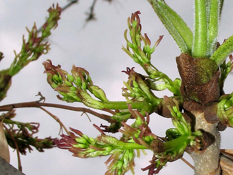 Image of Fraxinus pennsylvanica specimen.