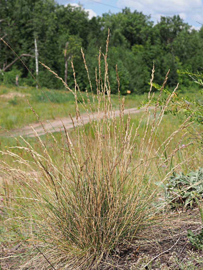 Изображение особи Festuca polesica.