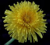 род Taraxacum. Соцветие. Санкт-Петербург, Красносельский р-н, Ул. Маршала Захарова, на газоне. 04.10.2026.