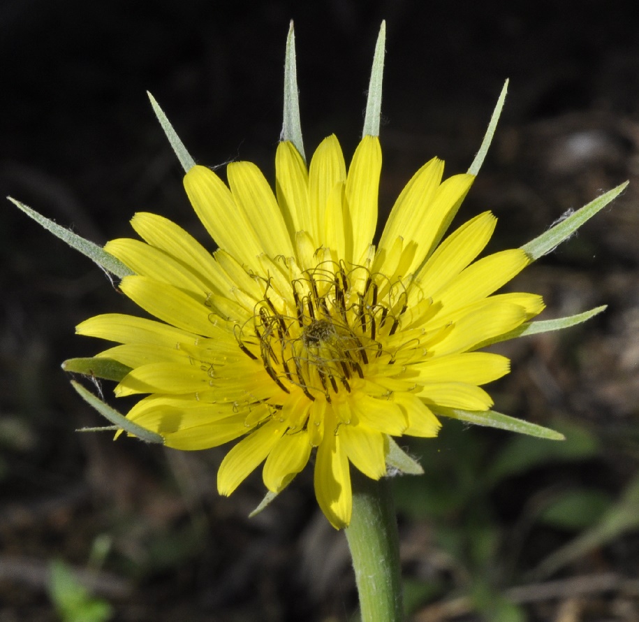 Изображение особи Tragopogon dubius.