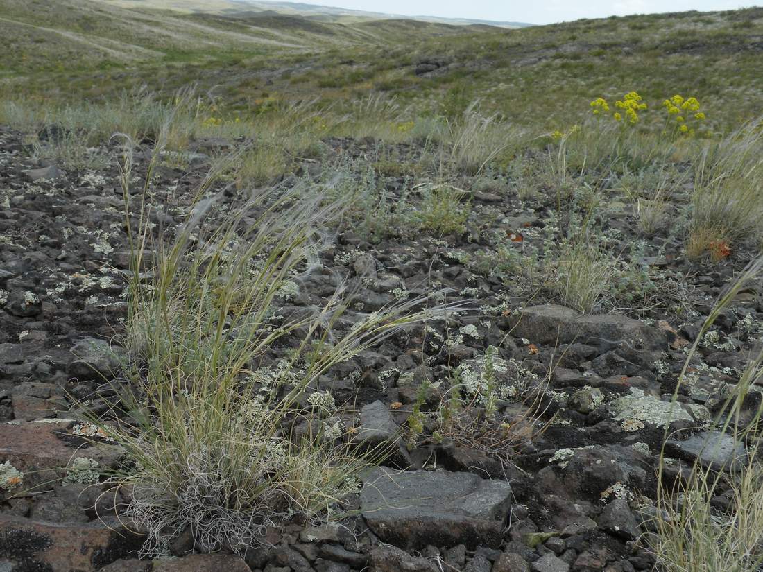 Изображение особи Stipa caucasica.