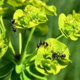 Euphorbia virgata