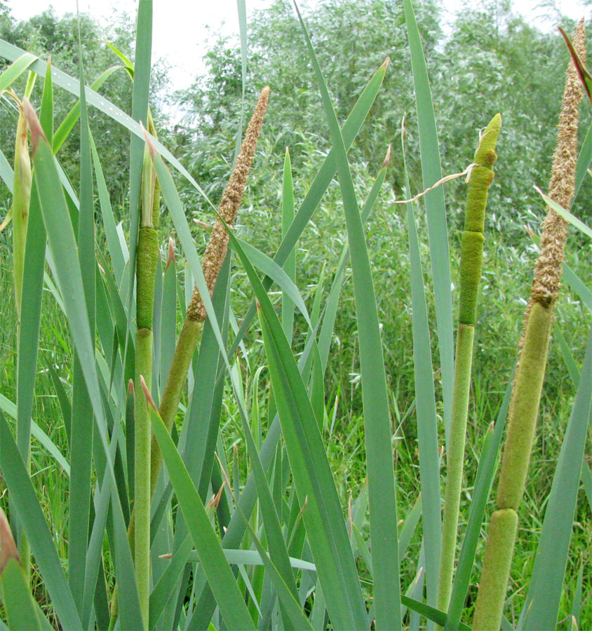 Изображение особи Typha latifolia.