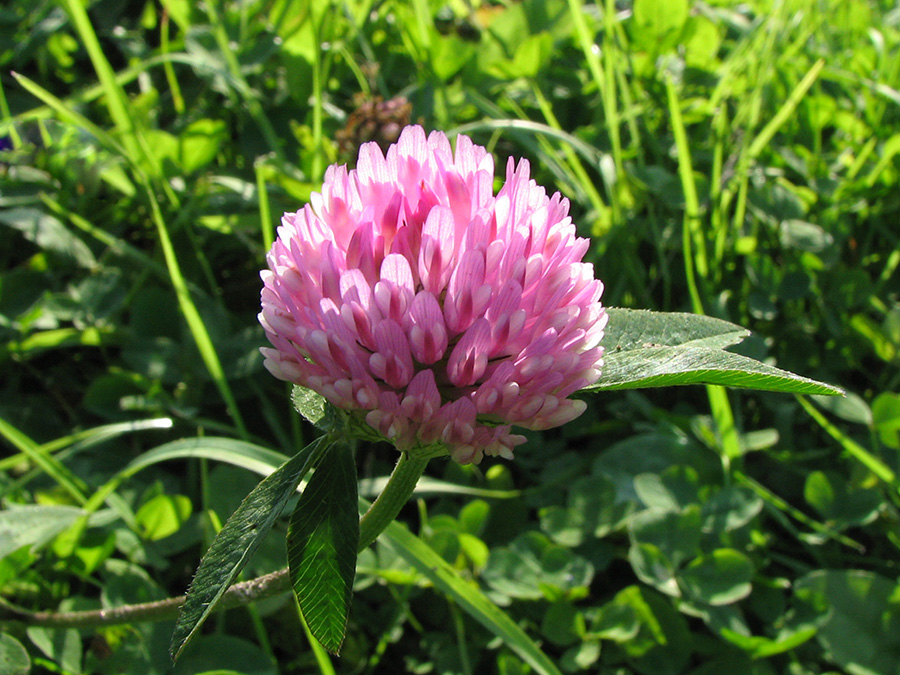 Изображение особи Trifolium pratense.