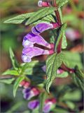 Scutellaria galericulata