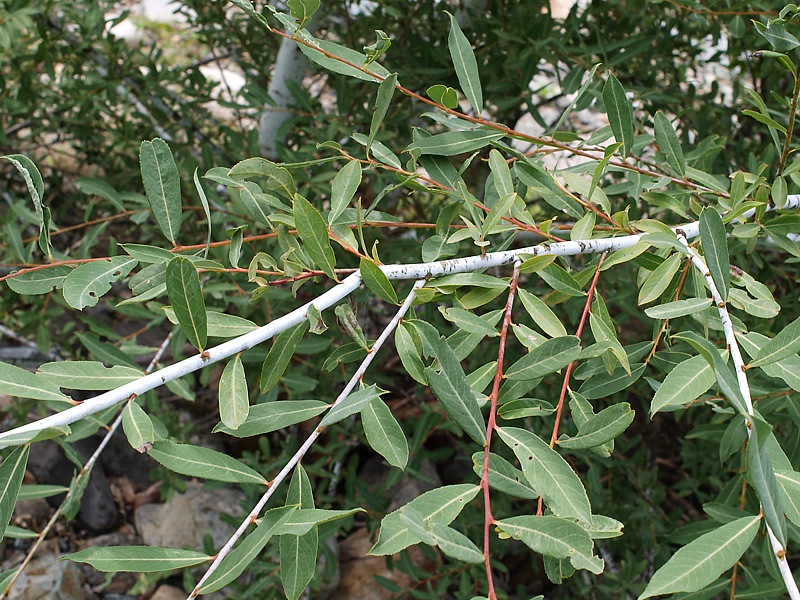 Изображение особи Chosenia arbutifolia.