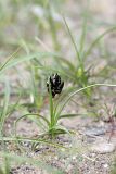 Carex pachystylis. Зацветающее растение. Узбекистан, подгорная равнина у северного подножия хребта Нуратау (Фаришская степь). 26.03.2011.