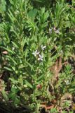 Lythrum thymifolia