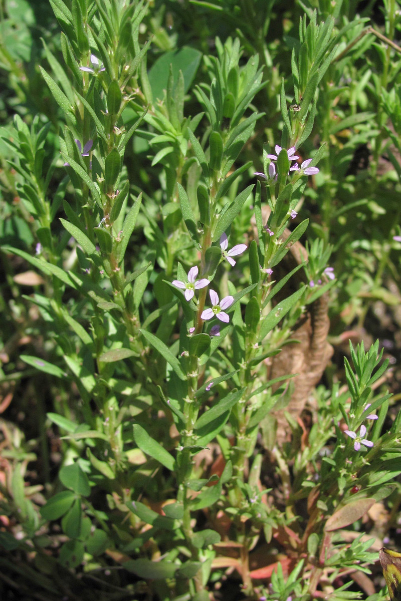 Image of Lythrum thymifolia specimen.