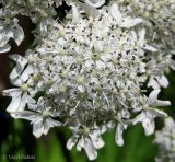 Heracleum mantegazzianum. Отдельный зонтик - часть общего соцветия (сложного зонтика). Украина, Ивано-Франковская обл., Косовский р-н, с. Шешоры. 27 июня 2011 г.