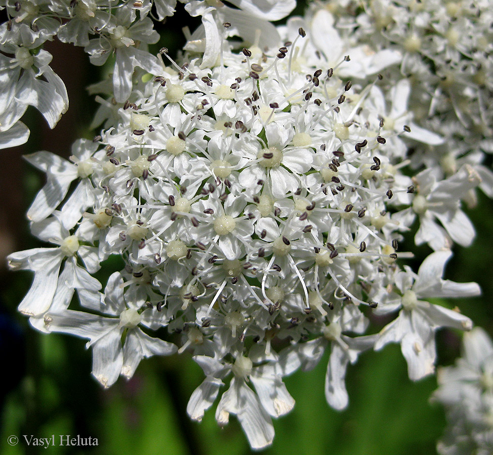 Изображение особи Heracleum mantegazzianum.