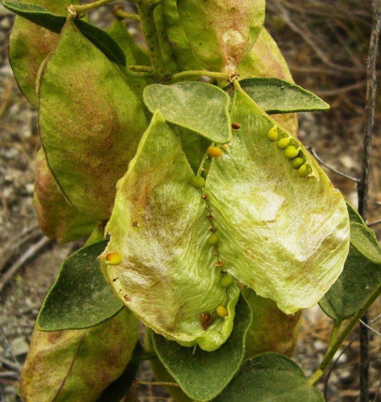 Image of Buhsea coluteoides specimen.