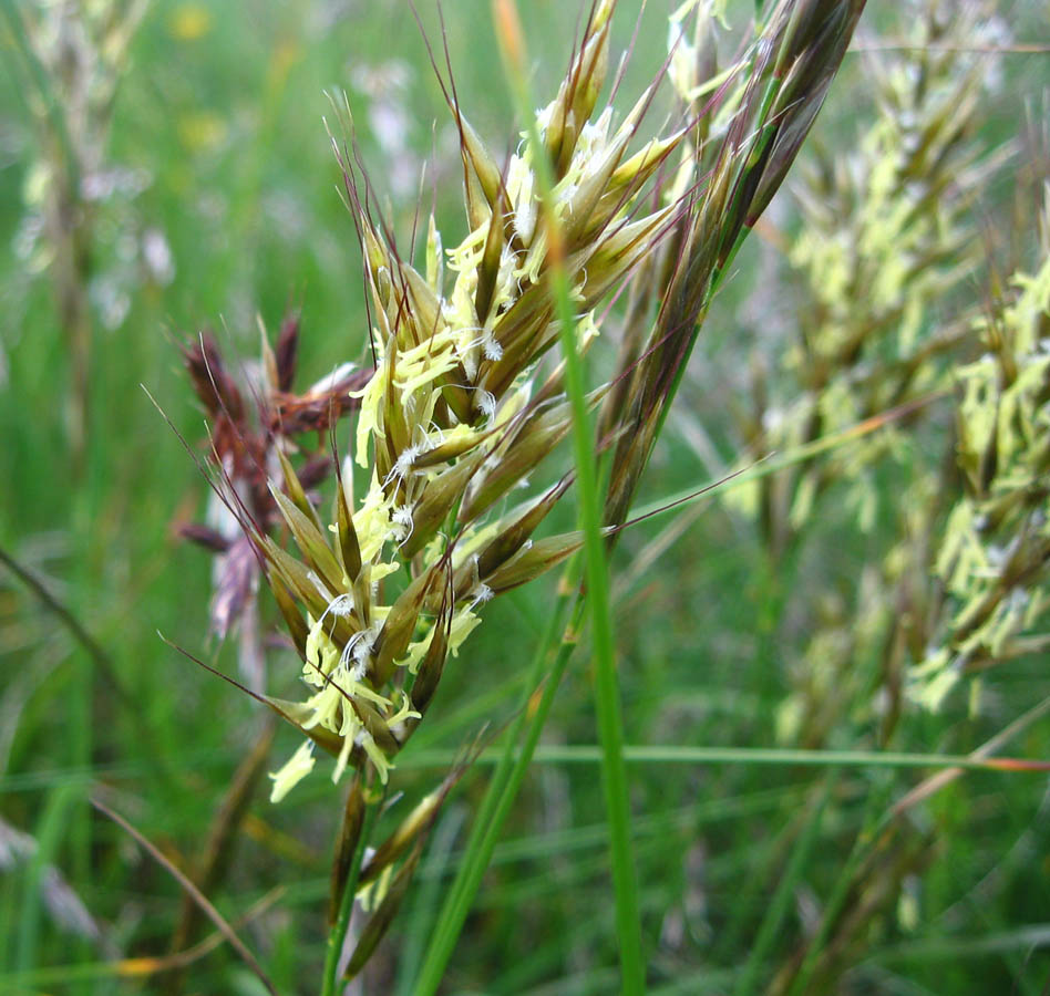 Изображение особи Helictotrichon adzharicum.