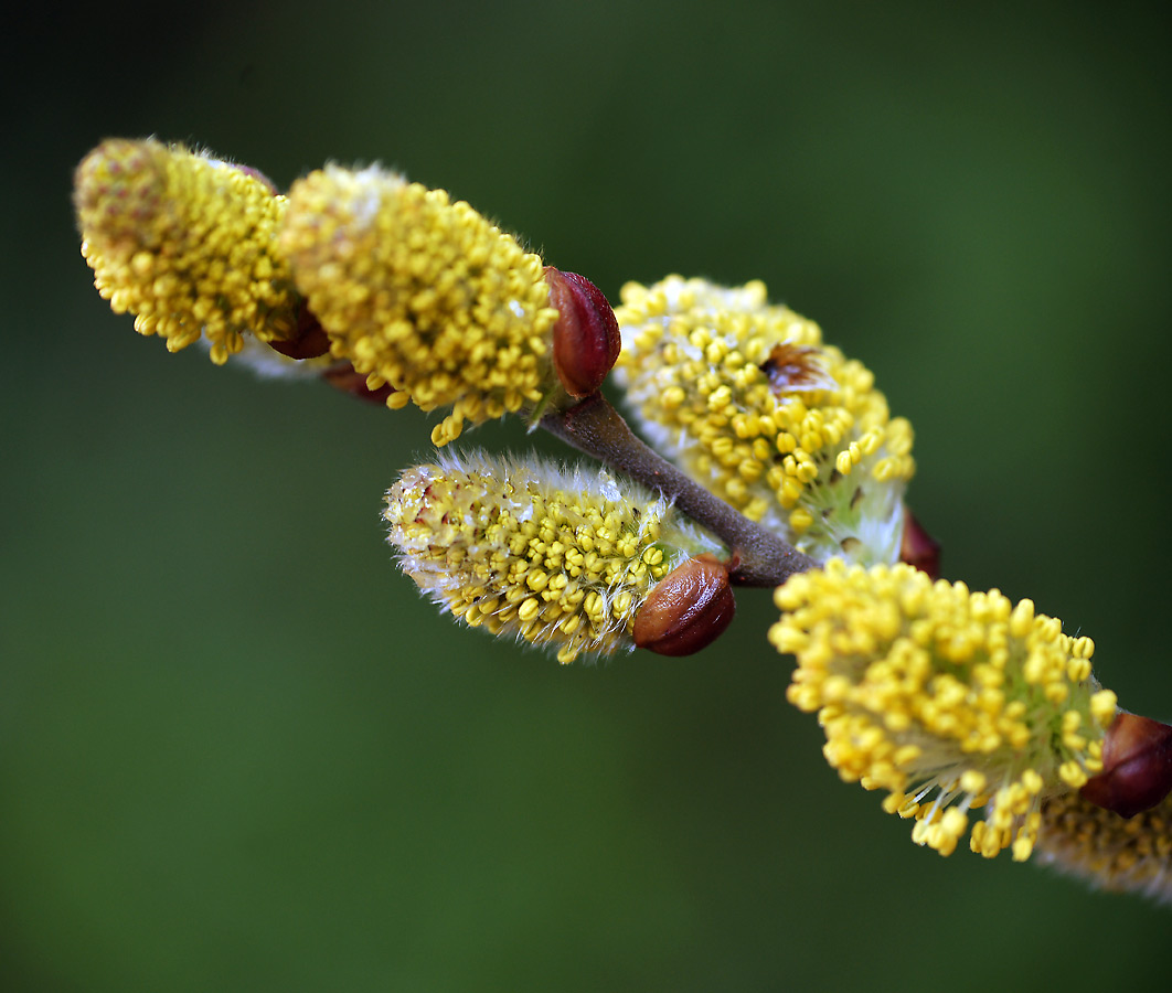 Image of Salix caprea specimen.