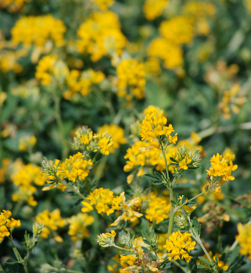 Изображение особи Medicago falcata.