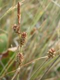 Carex extensa