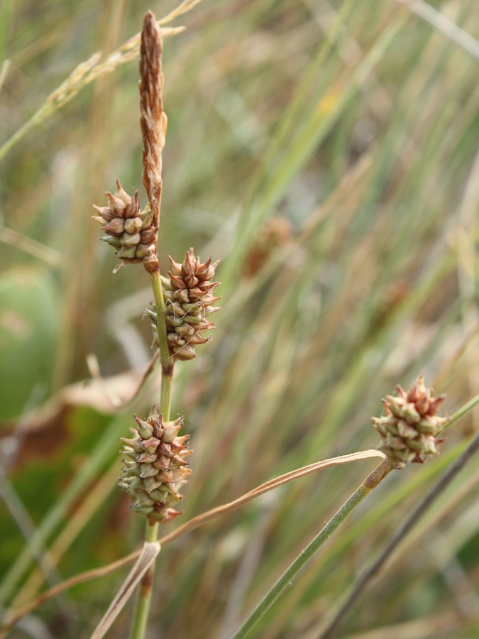 Изображение особи Carex extensa.