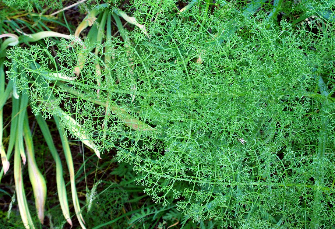 Изображение особи Ferula tenuisecta.