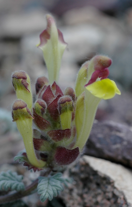 Изображение особи Scutellaria przewalskii.