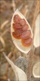 Fibigia eriocarpa. Раскрытый плод с семенами. Черноморское побережье Кавказа, Новороссийск, южнее мыса Шесхарис. 3 декабря 2011 г.