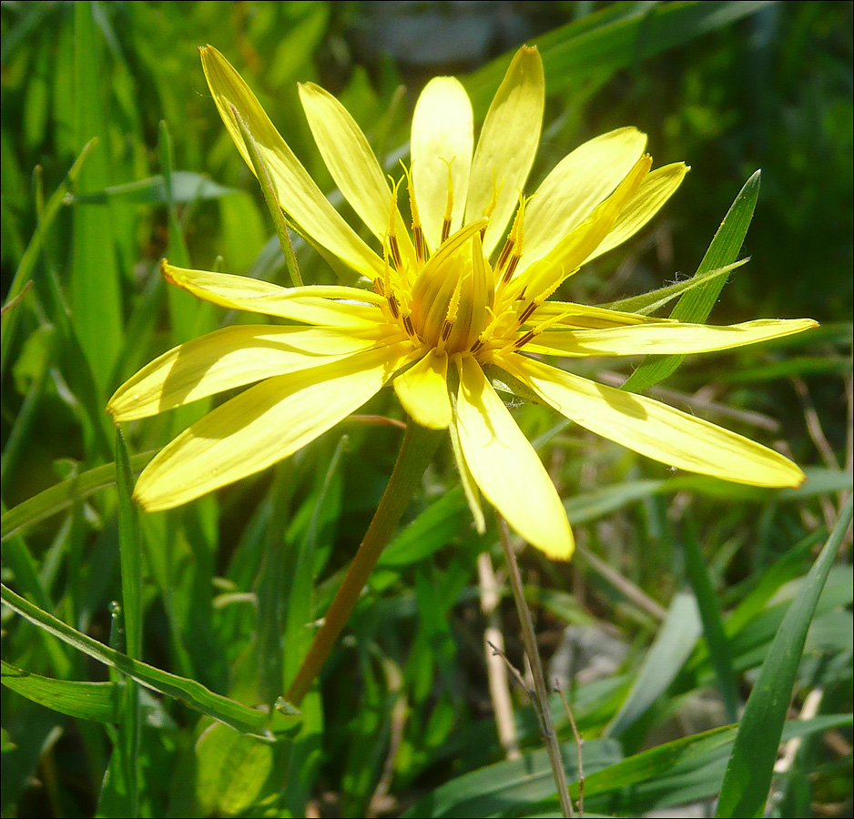 Изображение особи Tragopogon tuberosus.