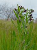 Cynoglossum officinale