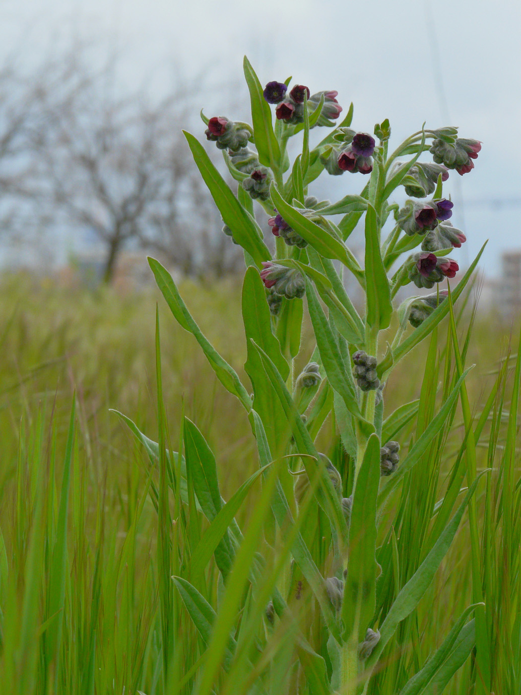 Изображение особи Cynoglossum officinale.