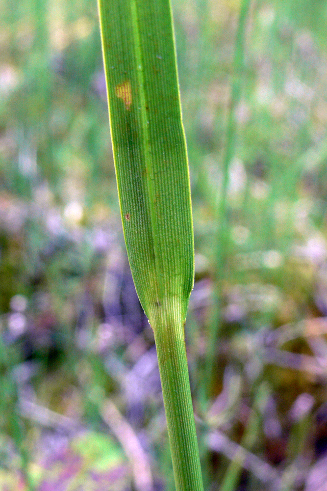 Image of Eriophorum angustifolium specimen.