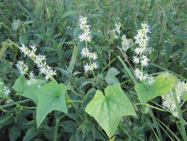 Изображение особи Echinocystis lobata.