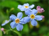 Myosotis sylvatica. Цветки. Ленинградская обл., Ломоносовский р-н, окр. дер. Таменгонт. 27.06.2009.