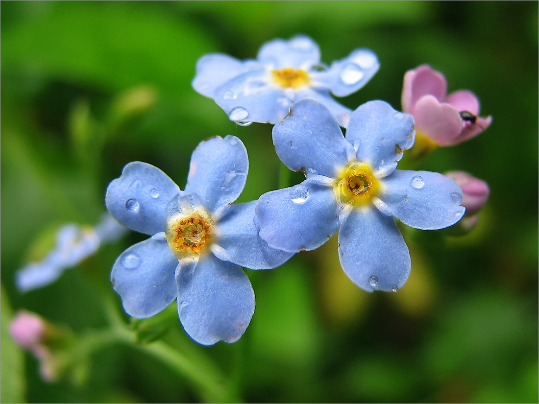 Image of Myosotis sylvatica specimen.