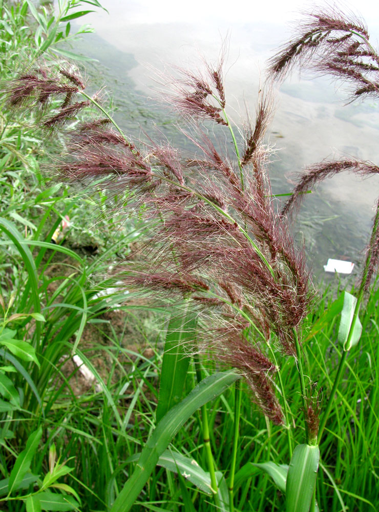 Изображение особи Echinochloa tzvelevii.