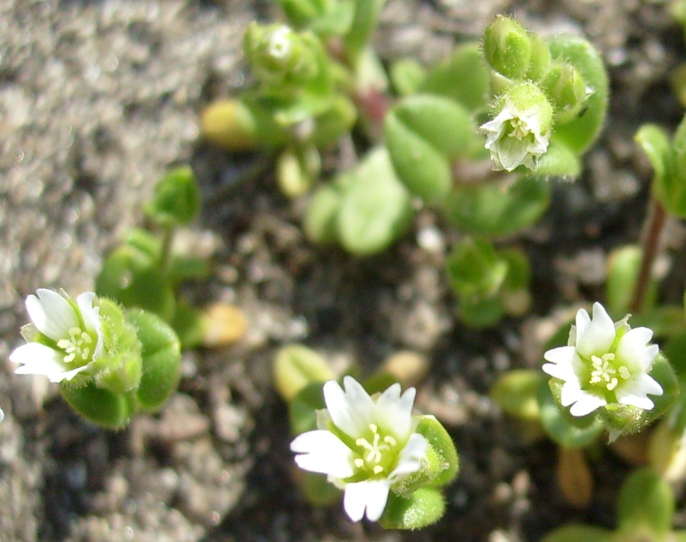 Изображение особи Cerastium semidecandrum.