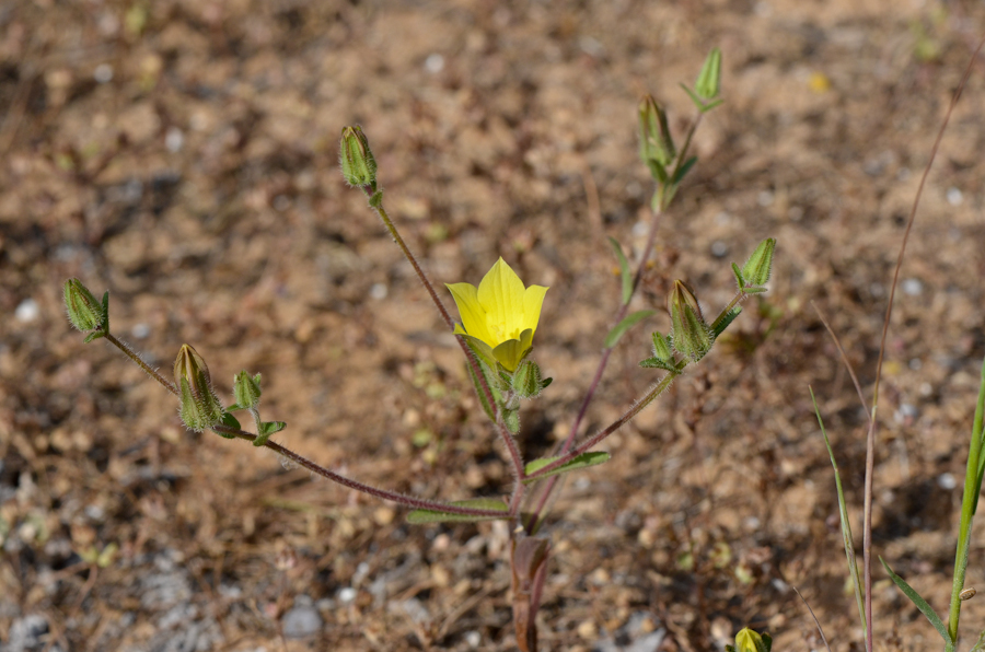 Image of Campanula sulphurea specimen.