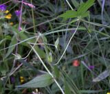 Geranium palustre. Часть побега с плодами. Курская обл., г. Железногорск, берег вдхр. на р. Погарщина. 19 июля 2007 г.